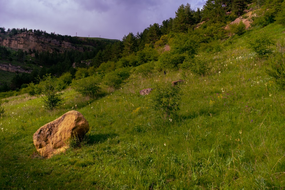 campo di erba verde durante il giorno