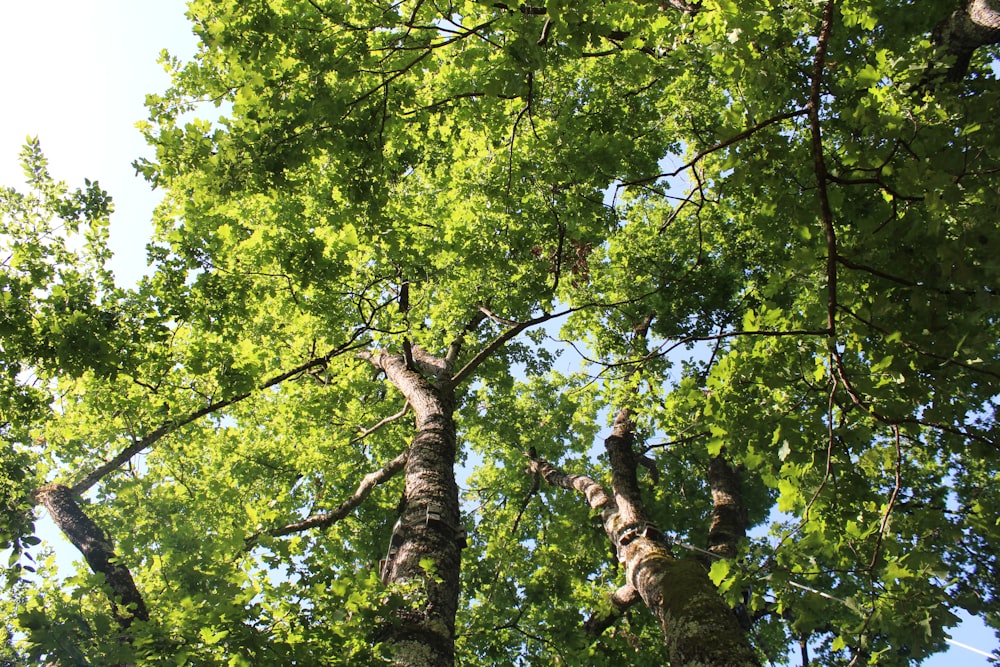 low angle photography of green leaf tree during daytime