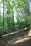 green trees on brown soil