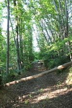 green trees on brown soil