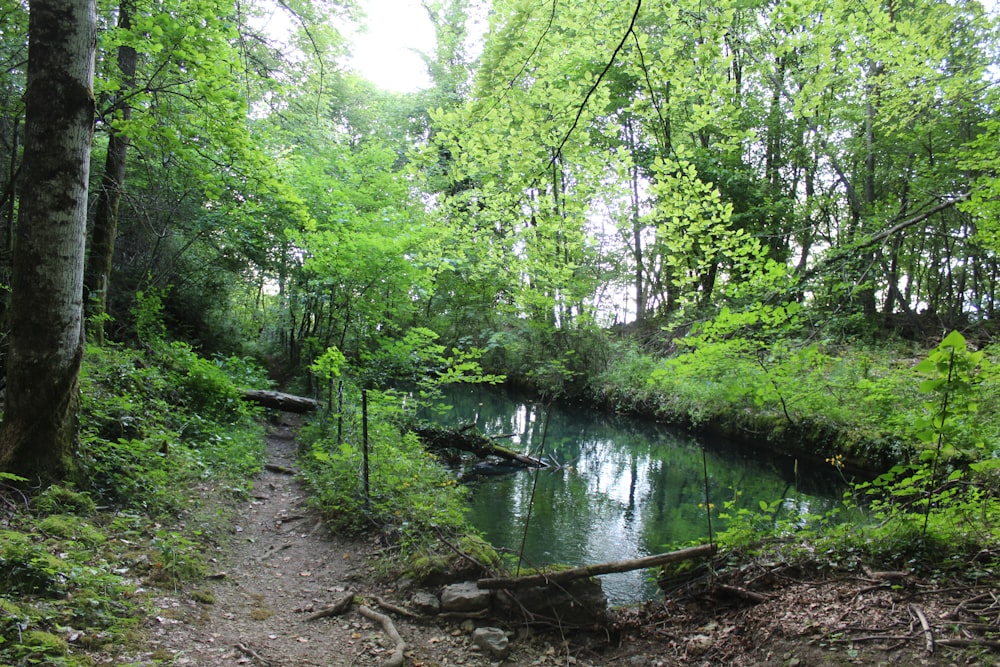 green trees beside river during daytime