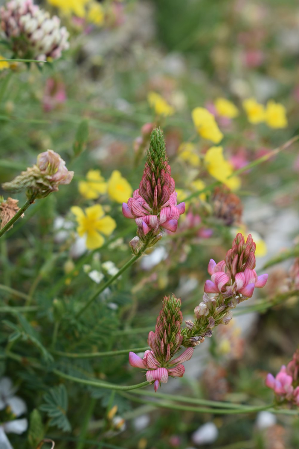 purple and yellow flower in tilt shift lens