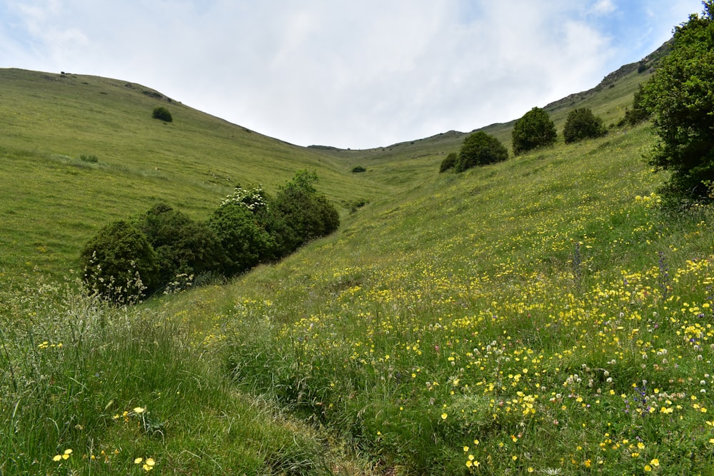 green grass field under blue sky during daytime