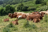 herd of cow on green grass field during daytime