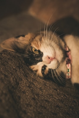 A close-up of a calico cat resting on a textured, brown surface. The cat wears a pink collar with colorful letters and gazes into the camera with relaxed eyes, conveying a sense of calm and coziness.