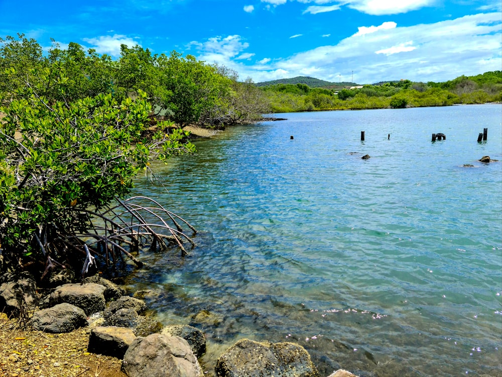 arbres verts au bord d’un plan d’eau pendant la journée