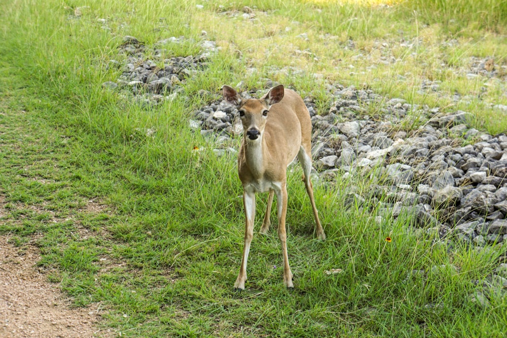 brown deer on green grass field during daytime