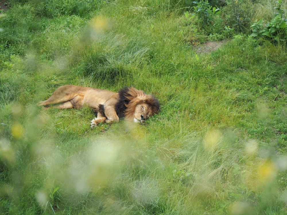 lion lying on green grass field during daytime