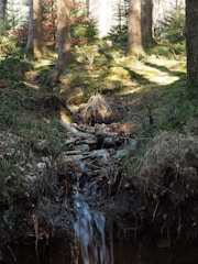 A serene forest scene with sunlight filtering through tall trees onto a mossy floor.