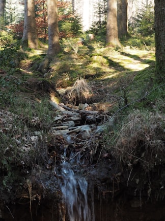 A serene forest scene with sunlight filtering through tall trees onto a mossy ground.