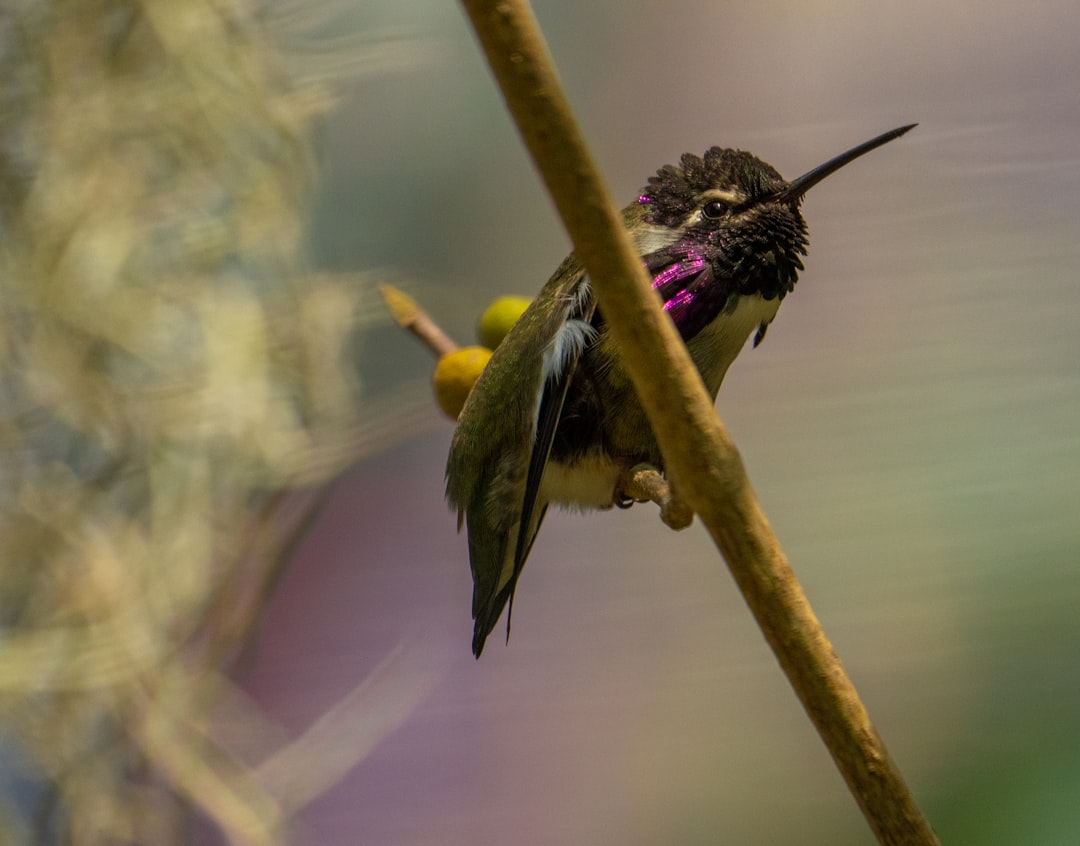 green and black bird on brown tree branch