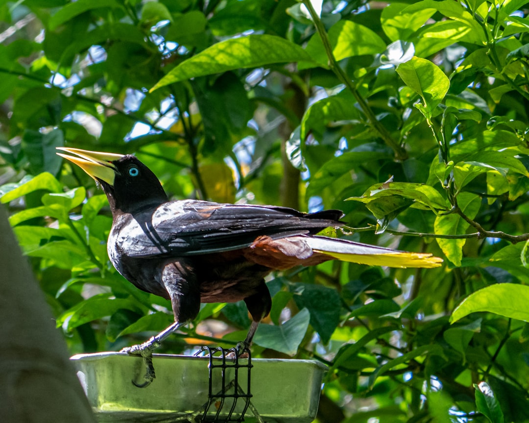 black and brown bird on green metal fence during daytime