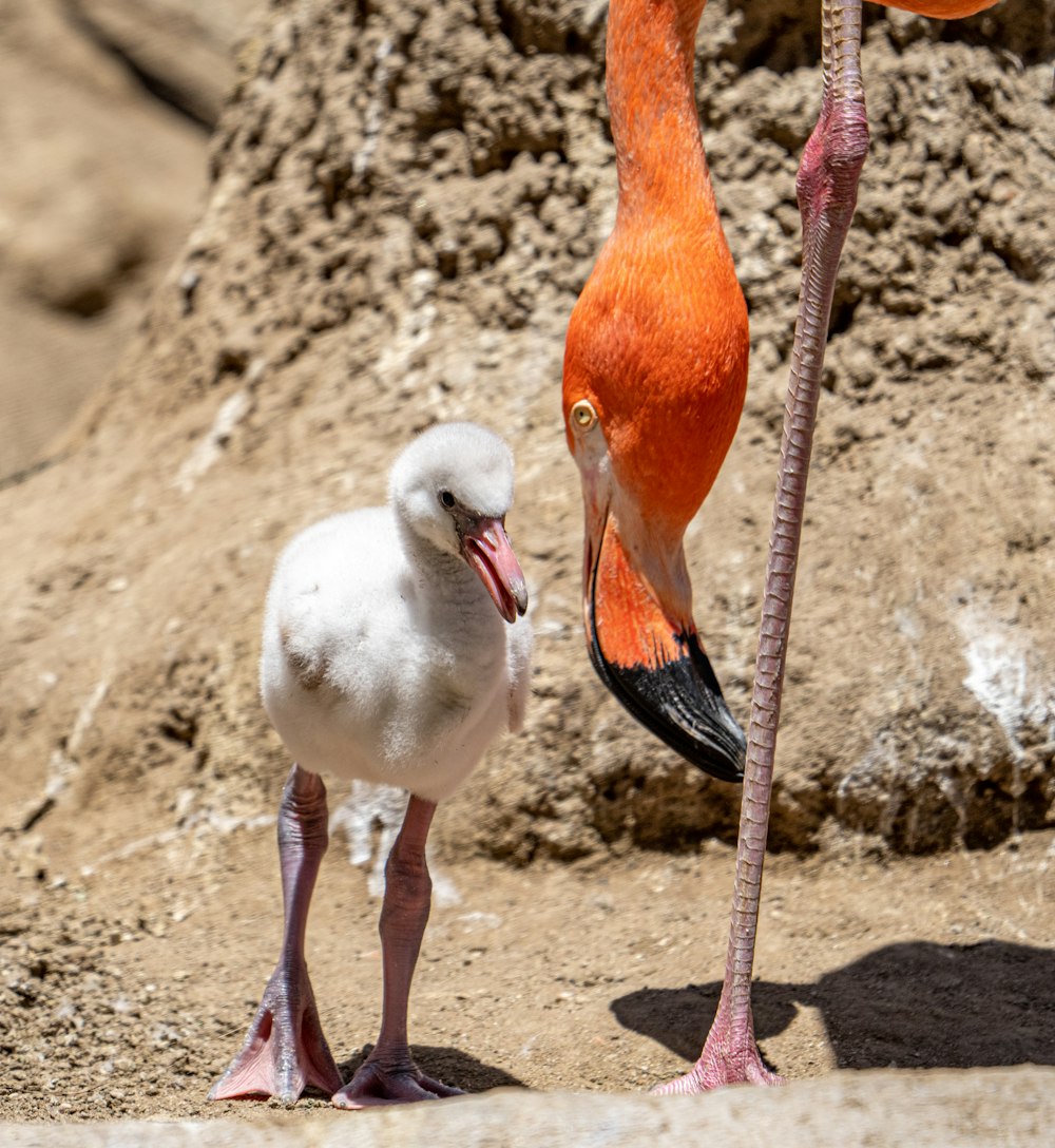 white and pink flamingo on brown sand during daytime