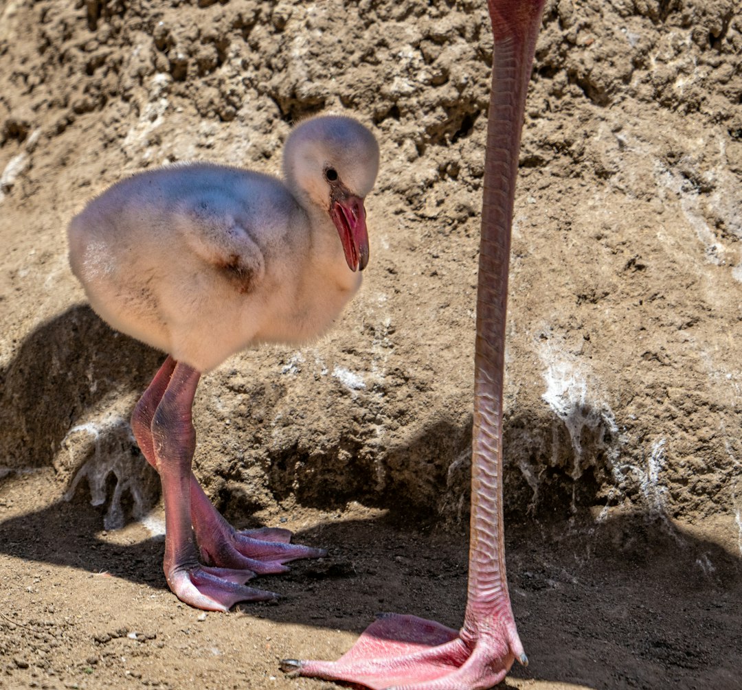 white and pink flamingo on brown soil during daytime