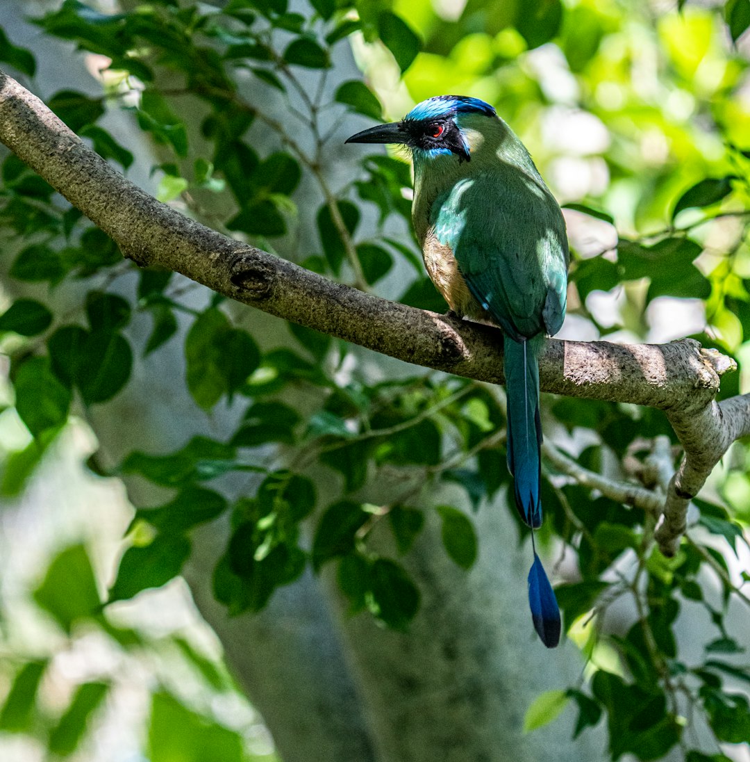 blue and green bird on tree branch during daytime