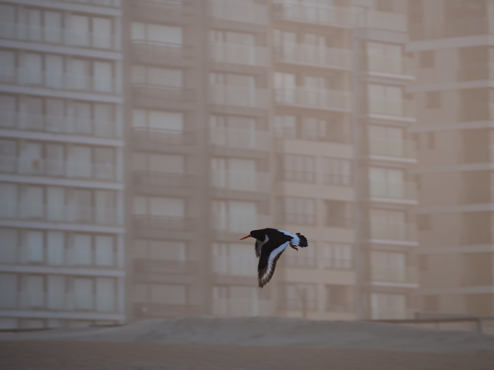 black and white bird flying over the building during daytime