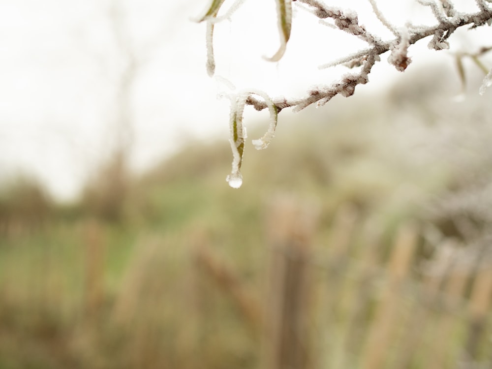 white ice on brown tree branch