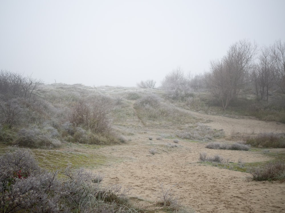 green grass field under white sky during daytime