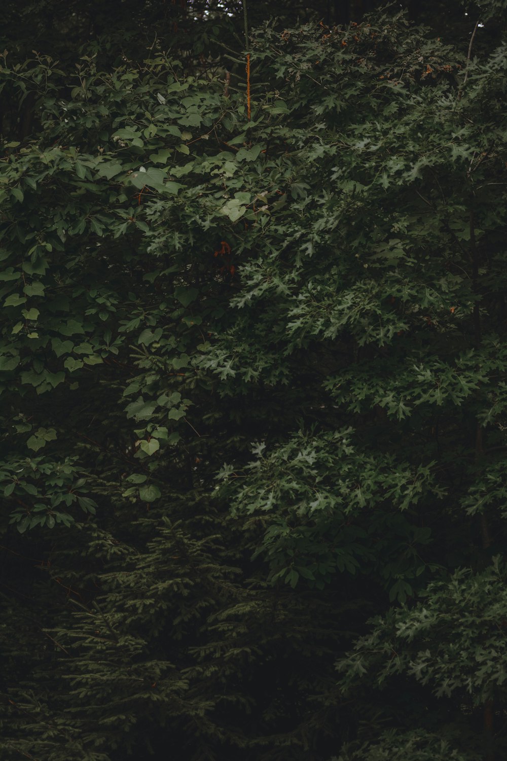 green leaves on the ground