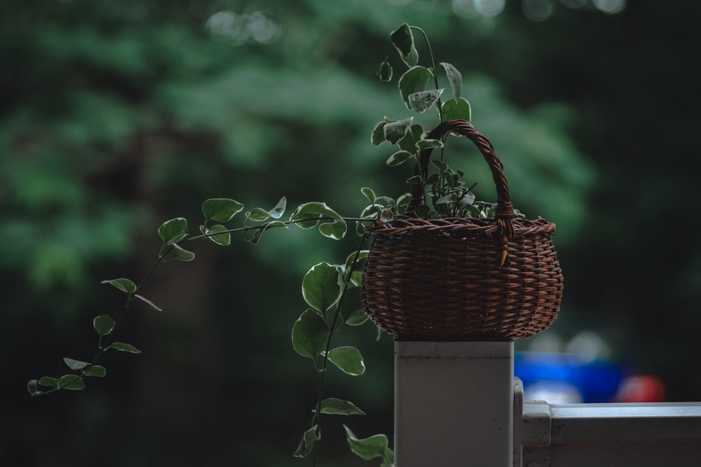 brown woven basket with green leaves