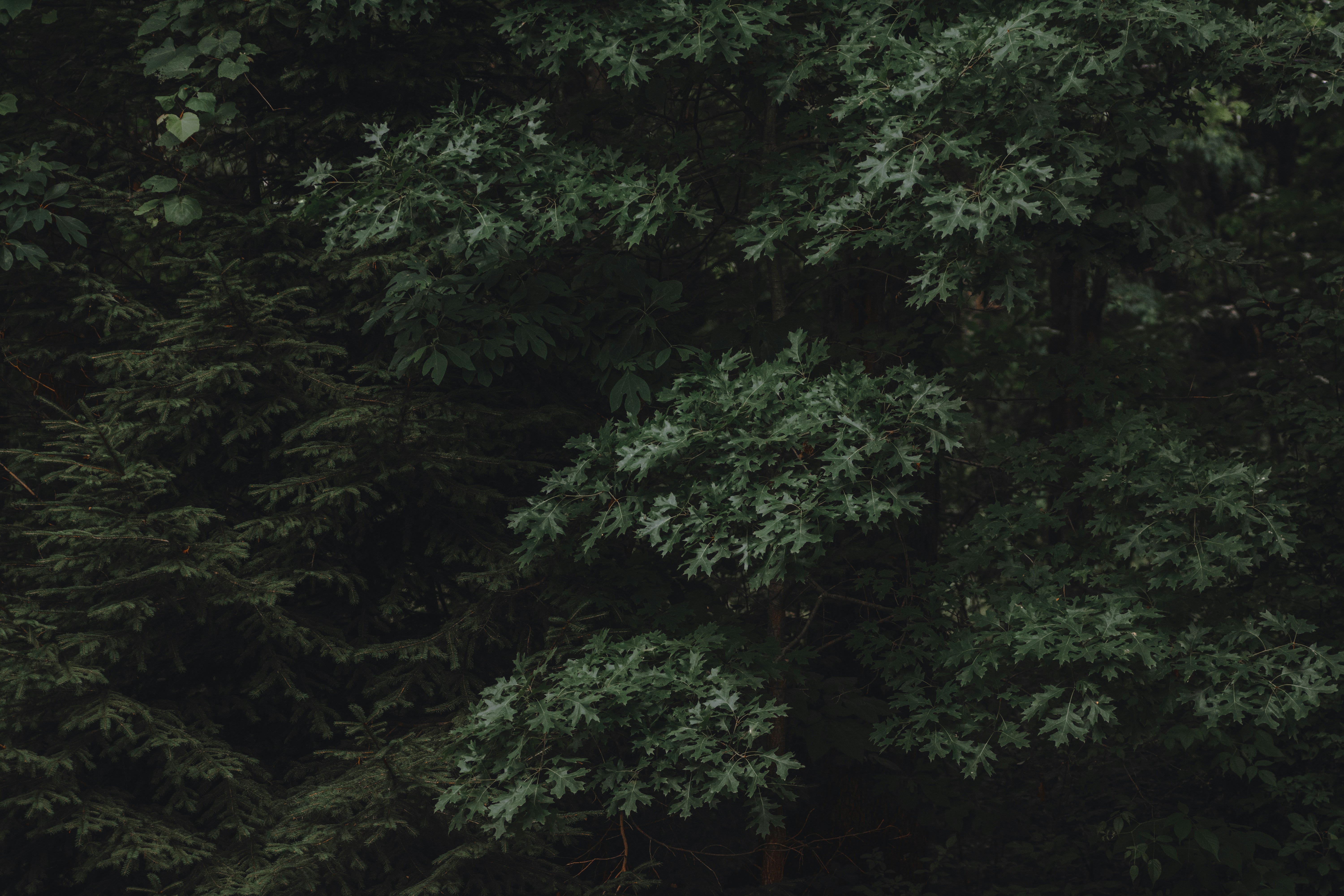 Photo by colincypher