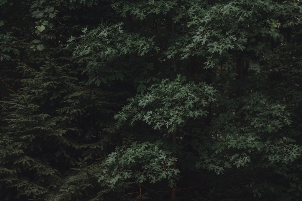 green trees during night time