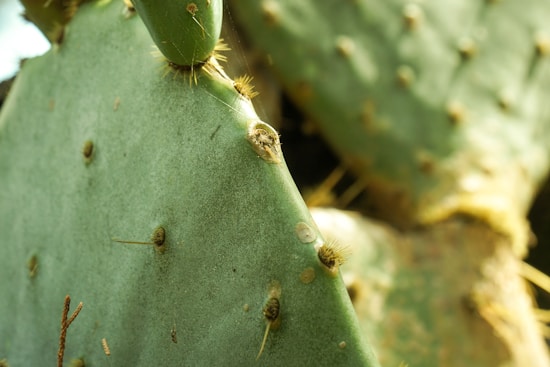 Close-up of a green cactus pad with numerous small spines, brownish spots, and a fresh bud at the top. The surface appears textured, with natural light enhancing its features.