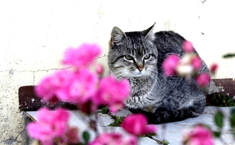 silver tabby cat on white and pink flower petals