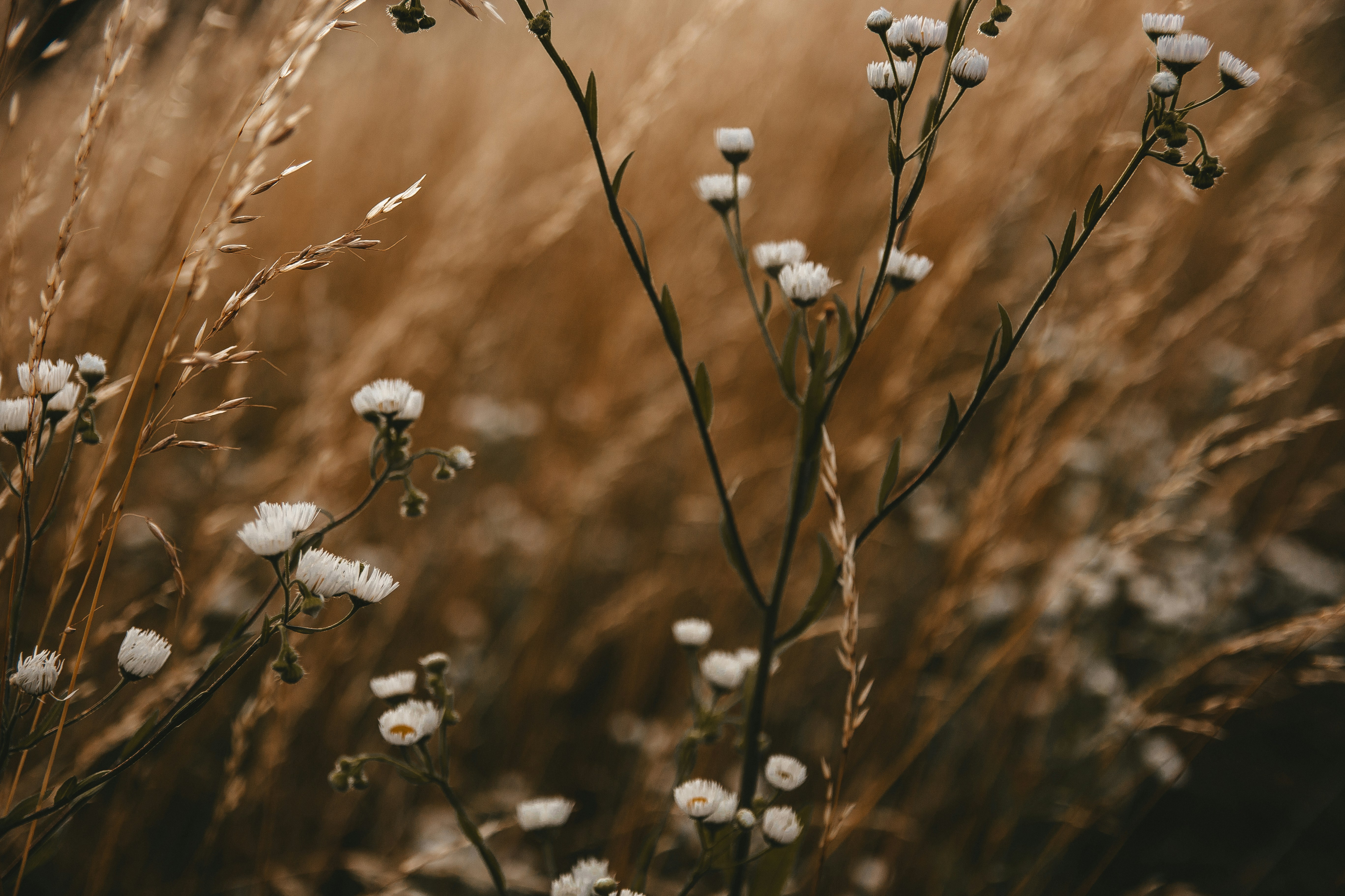 Photo by iren_polishchuk