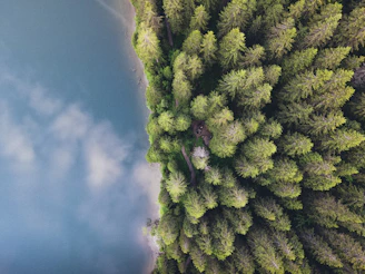 green trees under blue sky during daytime