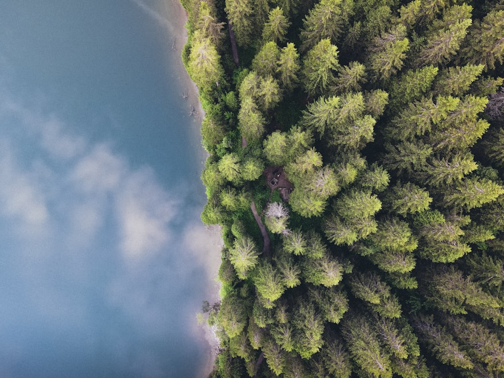 green trees under blue sky during daytime