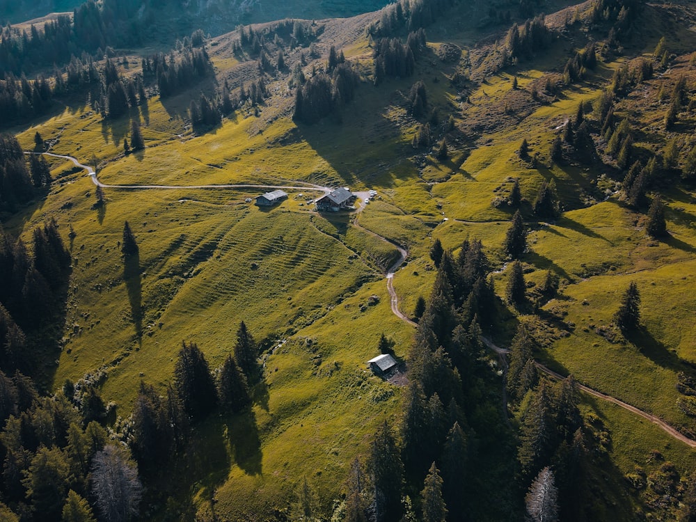 green trees on mountain during daytime