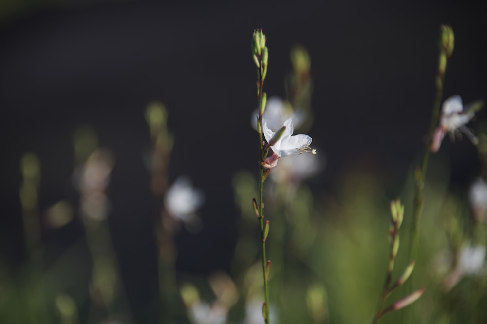 white and red flower in tilt shift lens
