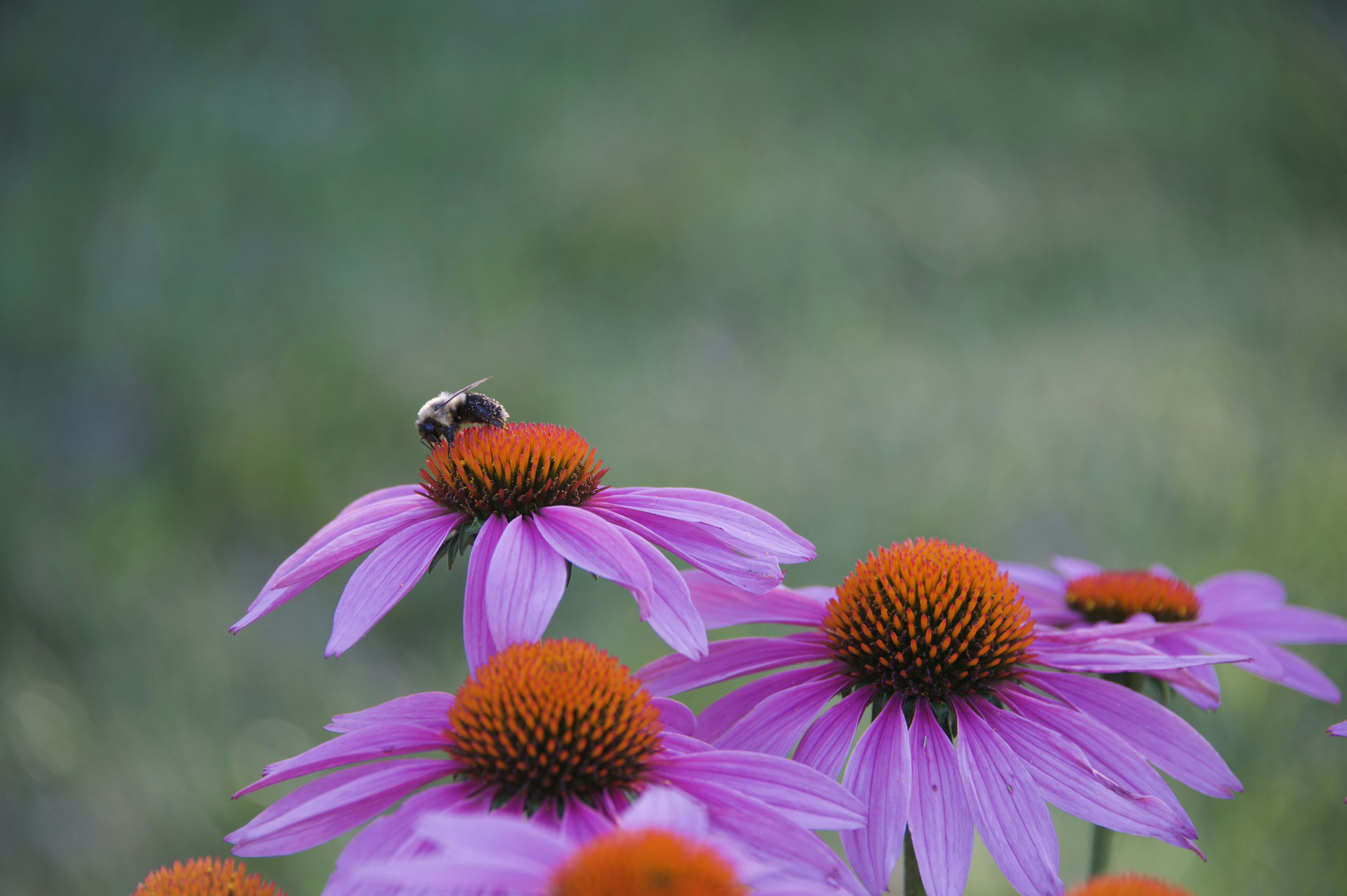 Photo by raenstorming