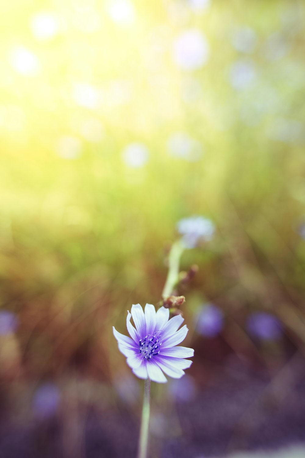 flor púrpura en lente de cambio de inclinación