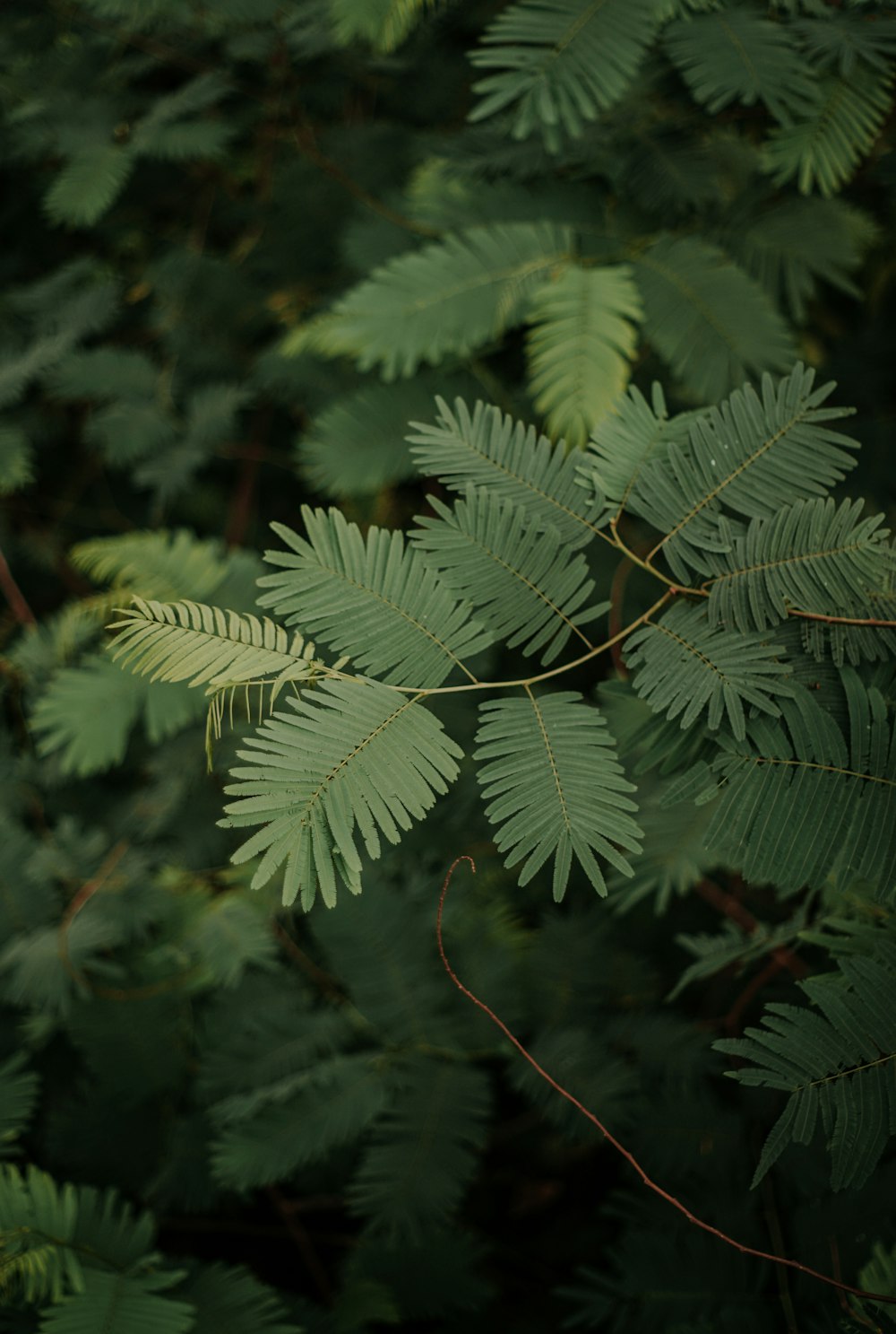 green fern plant in close up photography