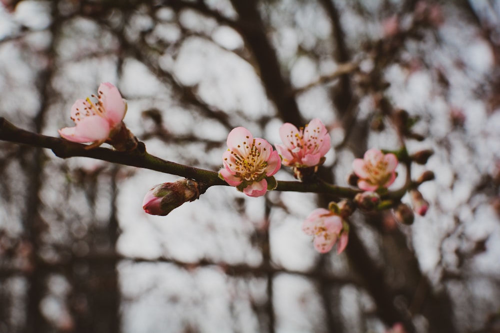 pink cherry blossom in close up photography