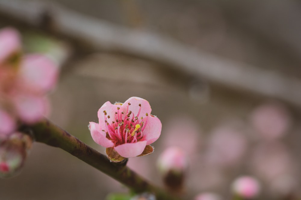 pink flower on brown tree branch