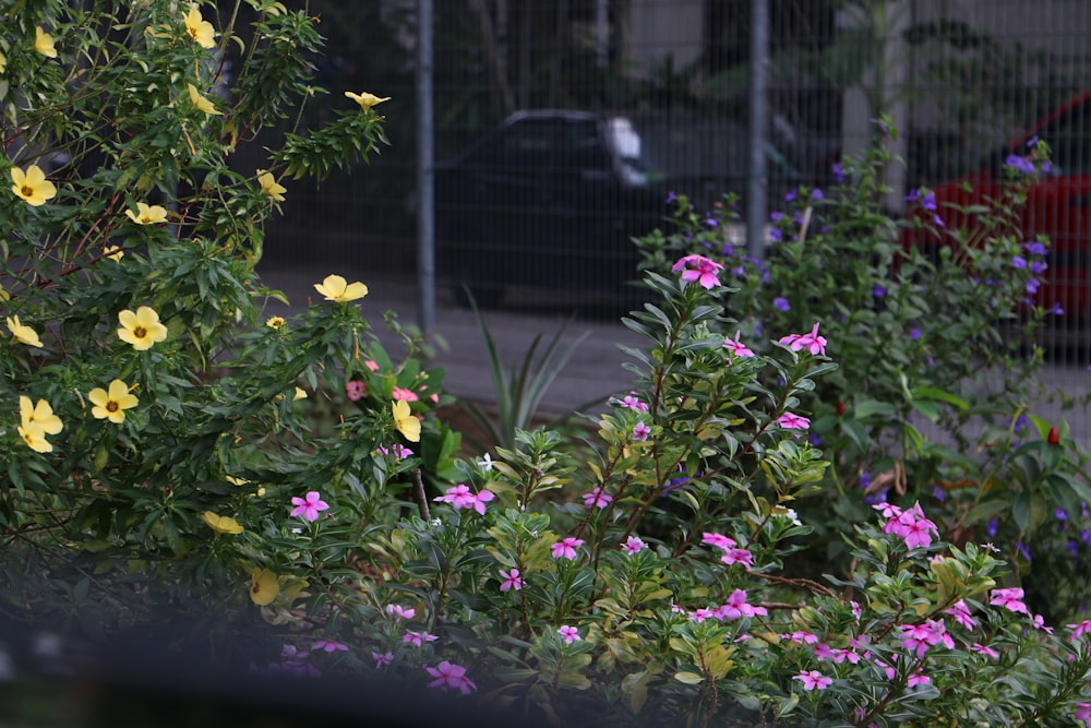 yellow and purple flowers near black metal fence