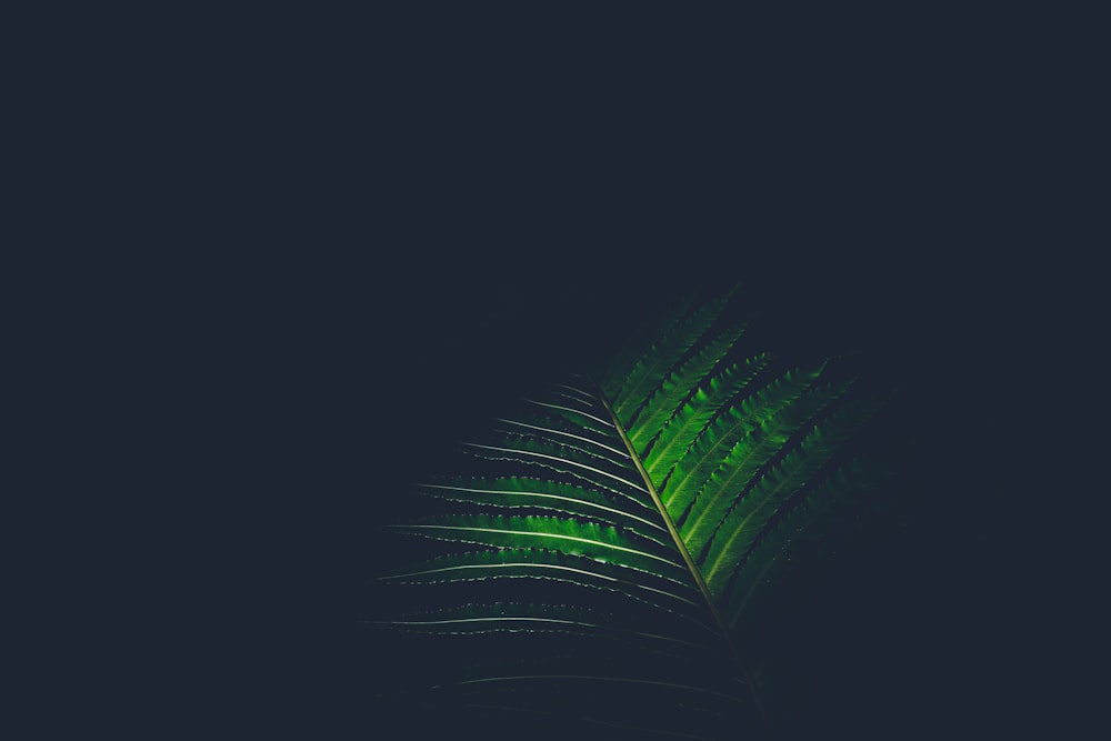 green leaf in dark room