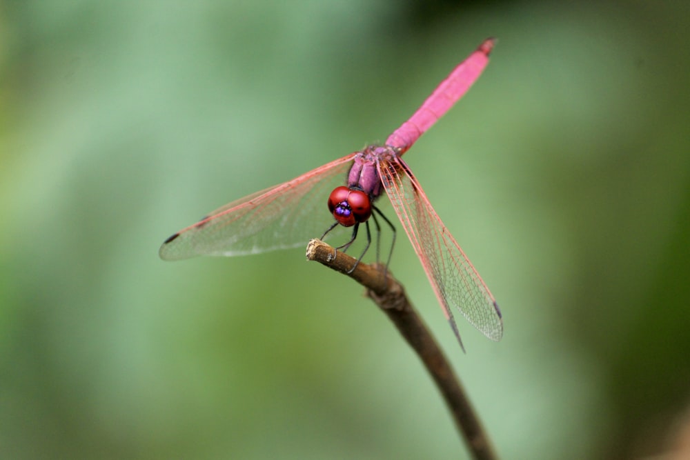 pink dragonfly perched on brown stem in tilt shift lens