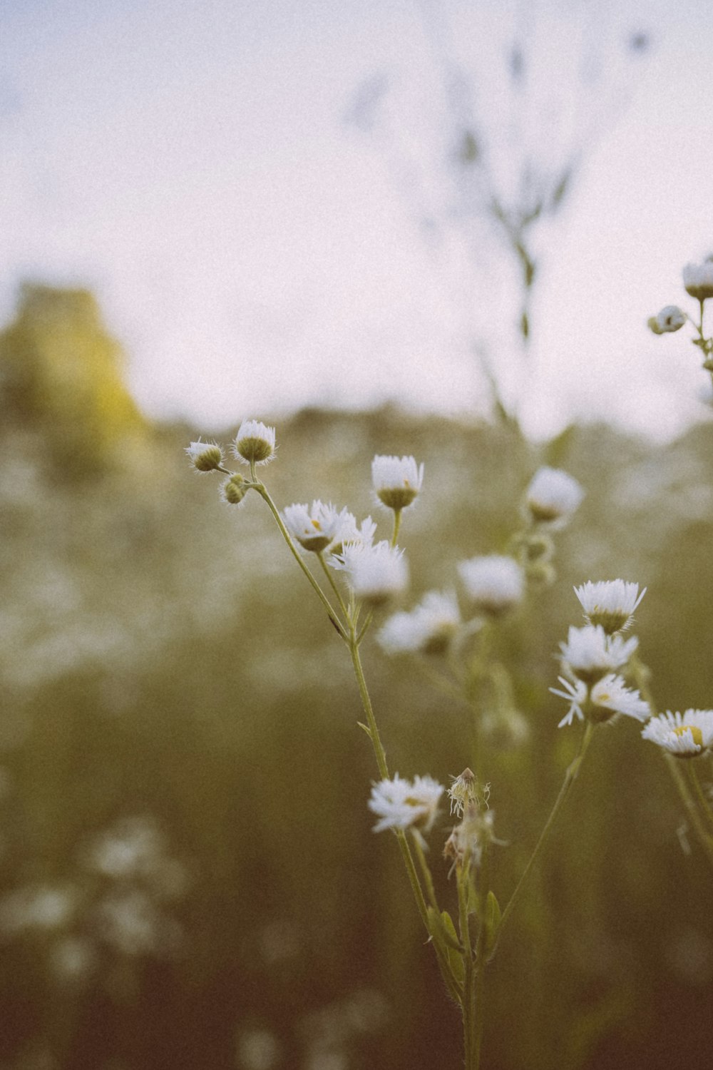 white flower in tilt shift lens