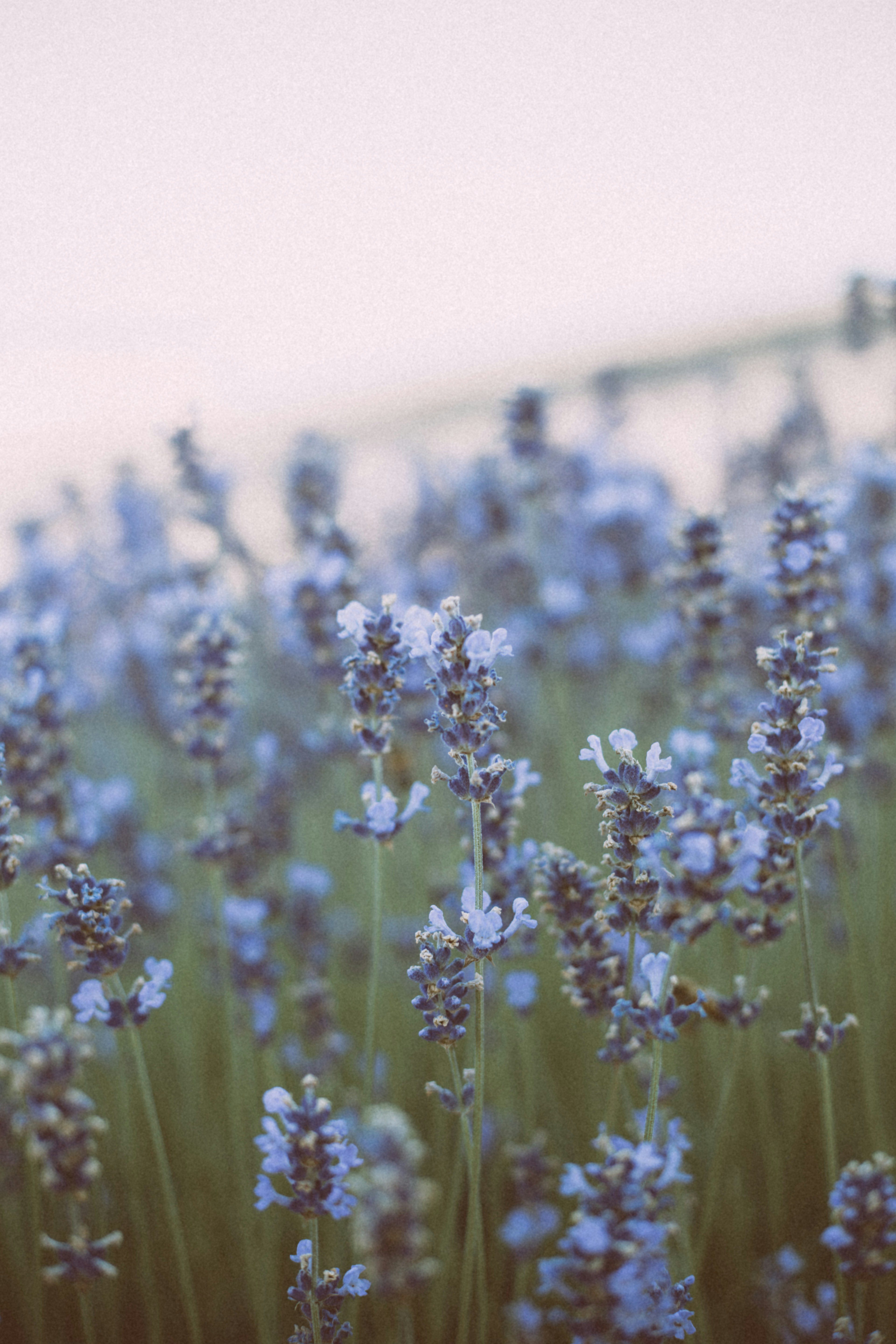 Photo by i_am_simoesse