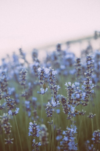 purple flower field during daytime