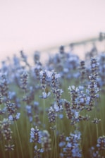 purple flower field during daytime