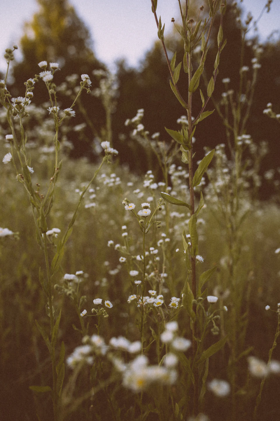 The image depicts a field filled with tall, white flowers that are in full bloom. The flowers are scattered throughout the field, creating a sense of depth and dimension. In the background, there is a line of trees standing against a clear blue sky, providing a natural backdrop to the scene. The colors in the photo are predominantly green and brown, reflecting the natural environment surrounding the flowers.