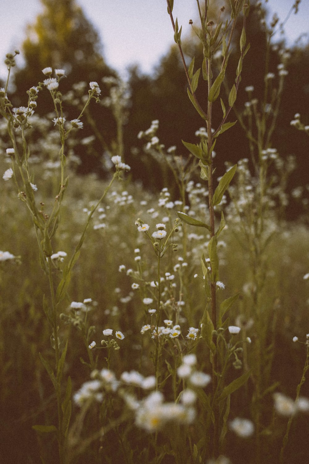 white flowers with green leaves