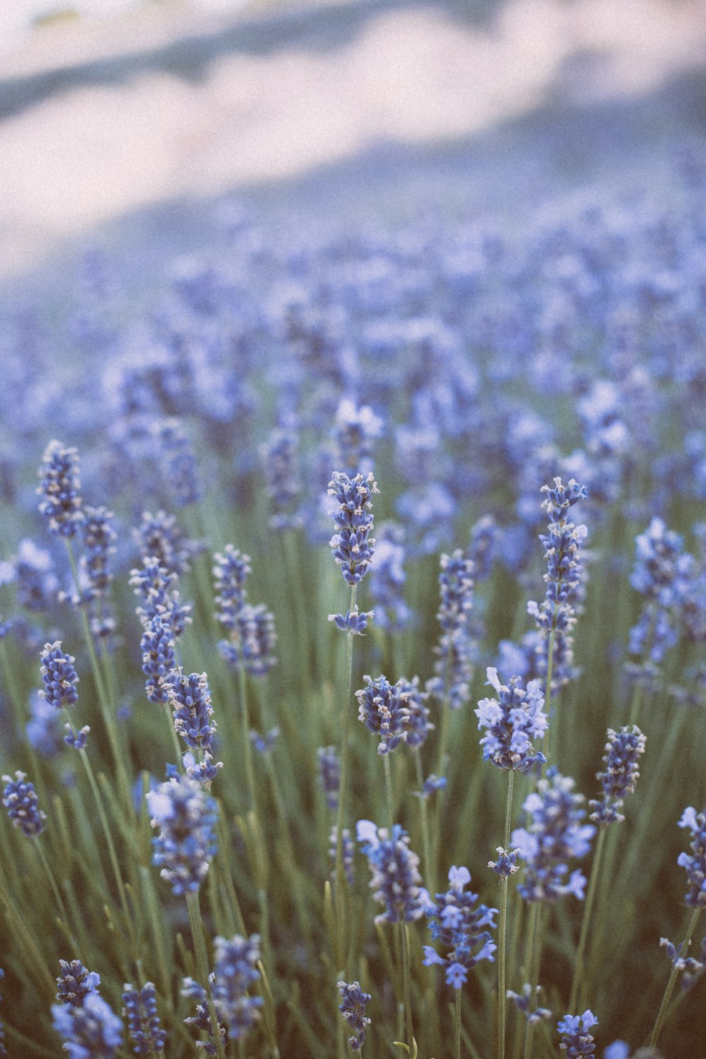 purple flower field during daytime