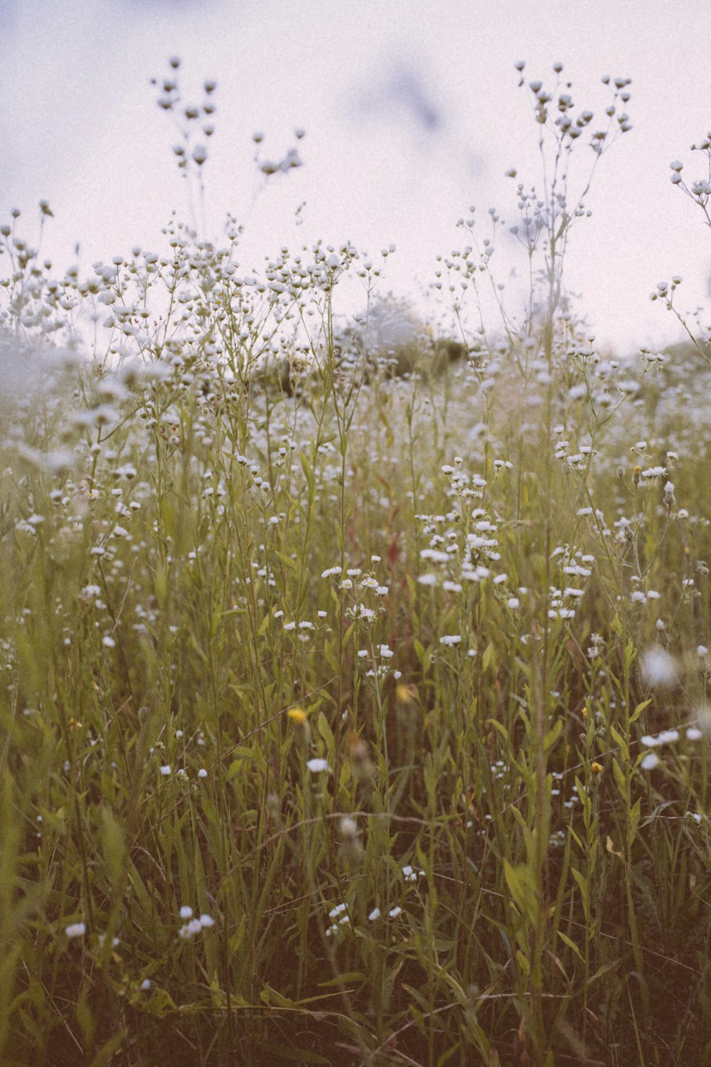 Campo de hierba verde durante el día