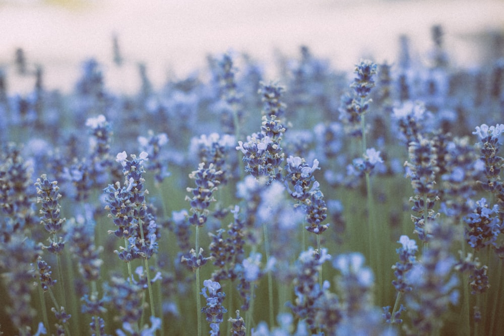 flores azuis no campo marrom durante o dia